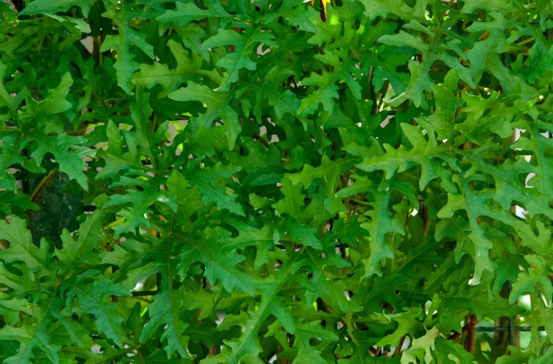 arugula