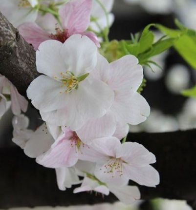 일본 벗꽃 시즌