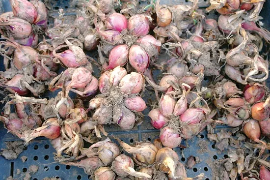 샬롯 재배 모종 씨쪽 나누기 건조 저장 병해 예방_3