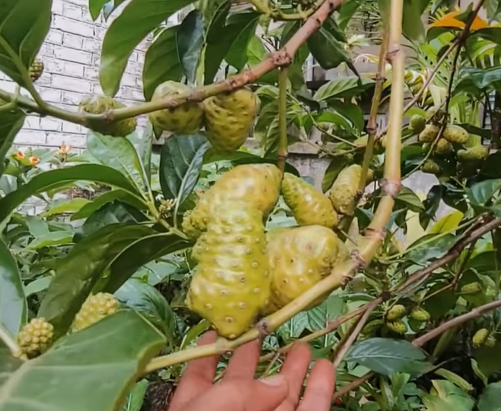 노니 효능 부작용