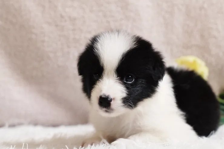 보더콜리분양가 2024년 가격 정보와 분양 팁_6