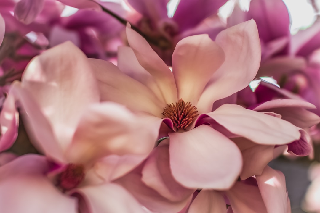 Magnolia