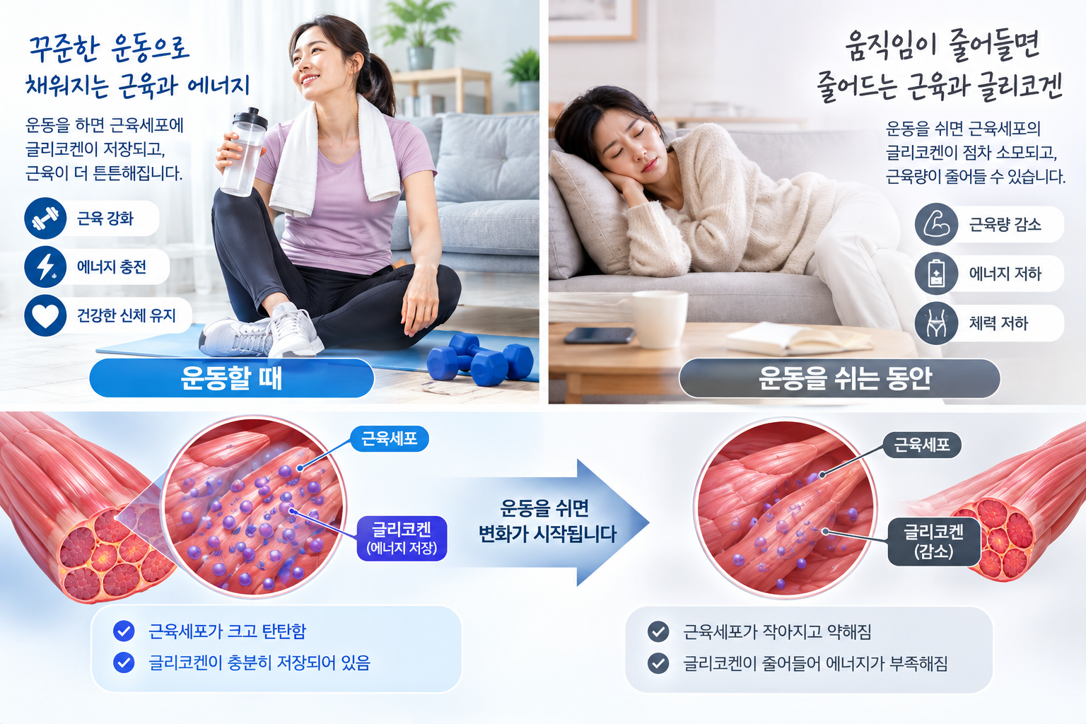 운동 중단 시 근육 기간별 변화