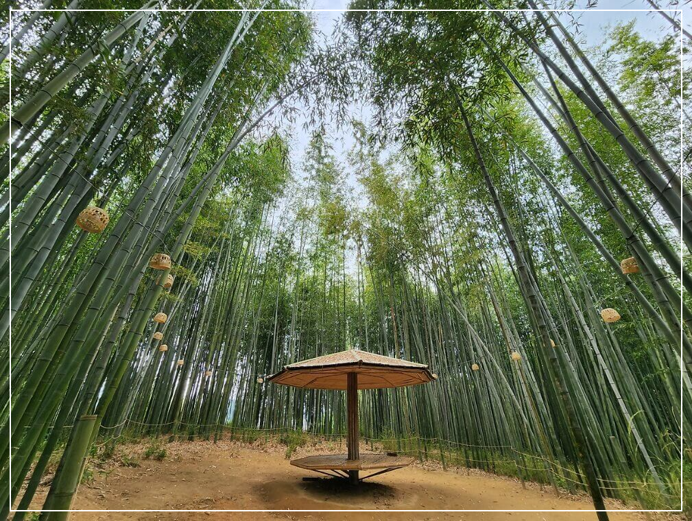 담양 가볼만한곳 베스트10 메타세쿼이아 가로수길