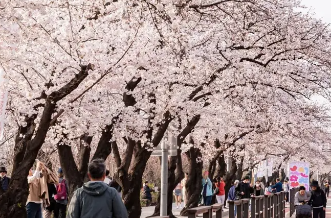 여의도 벚꽃길 사진