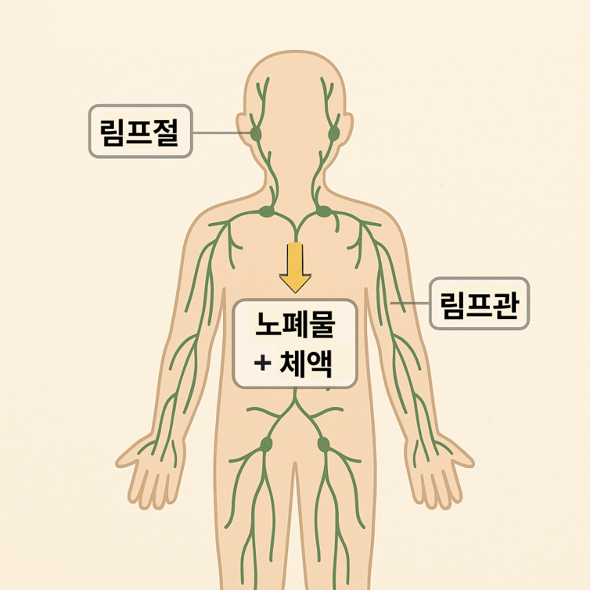 림프 순환 구조