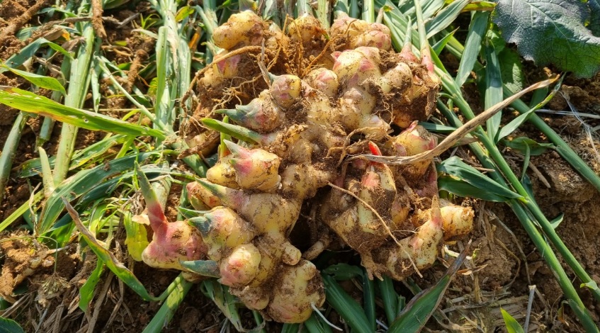 오늘N 이 맛에 산다 부안 부건농장 직거래 농산물 절임배추 고추가루 김장김치재료