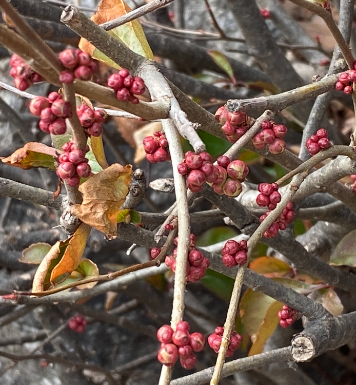 명자꽃 겨울눈2