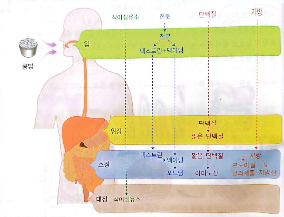 영양소의 소화과정