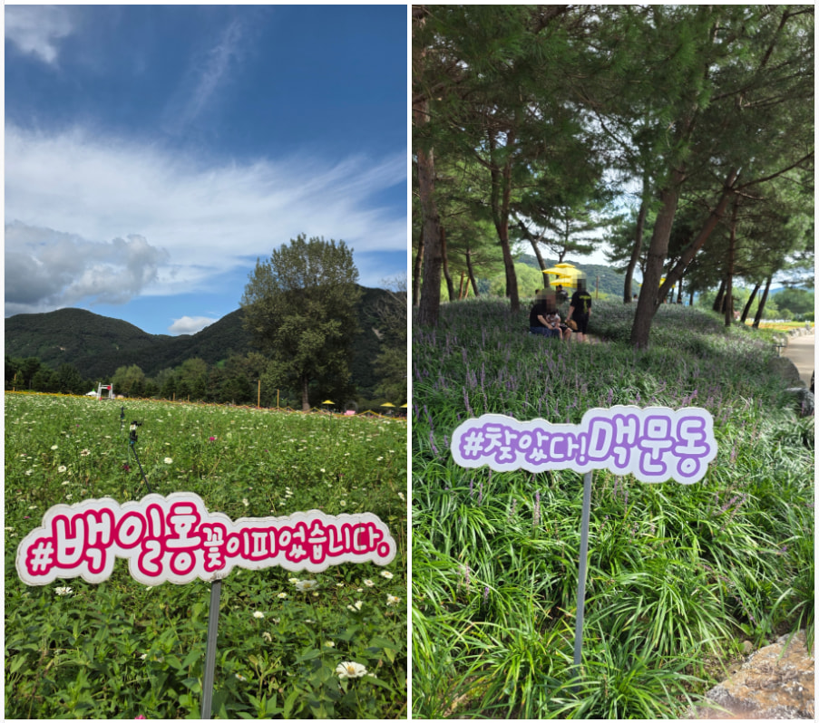 자라섬 (2025 꽃 페스타)