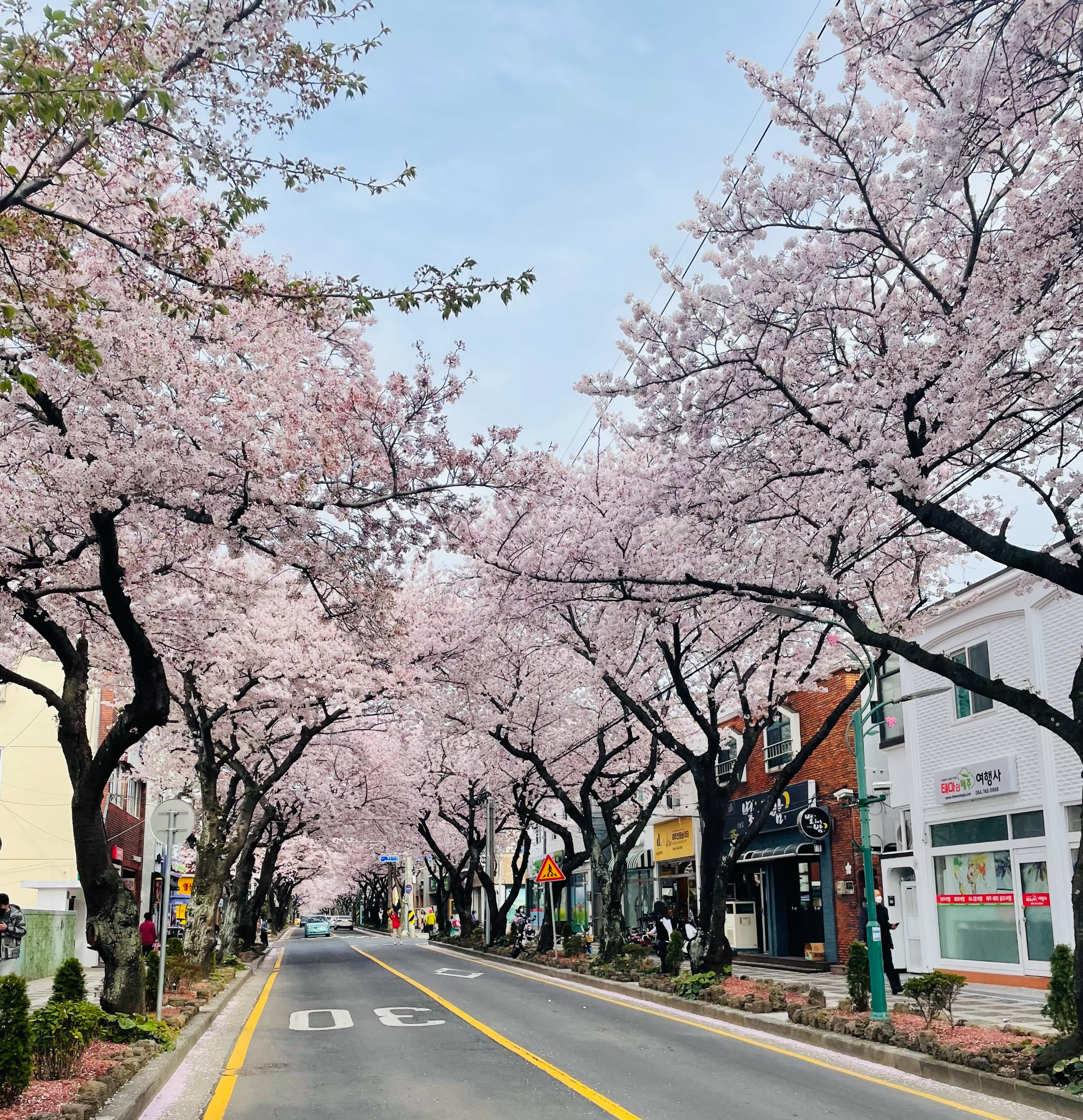 제주벚꽃 