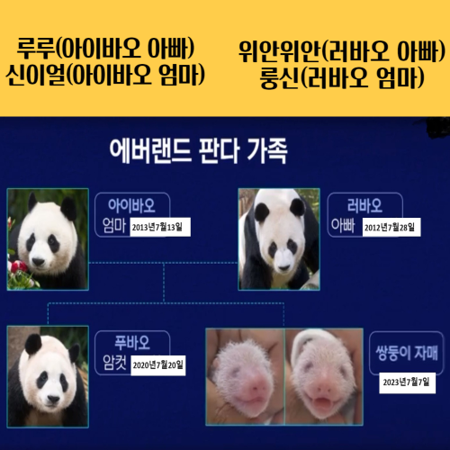 알트태그-푸바오 가계도