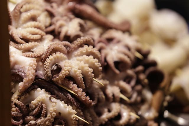 쭈꾸미는 왜 봄이 제철일까?