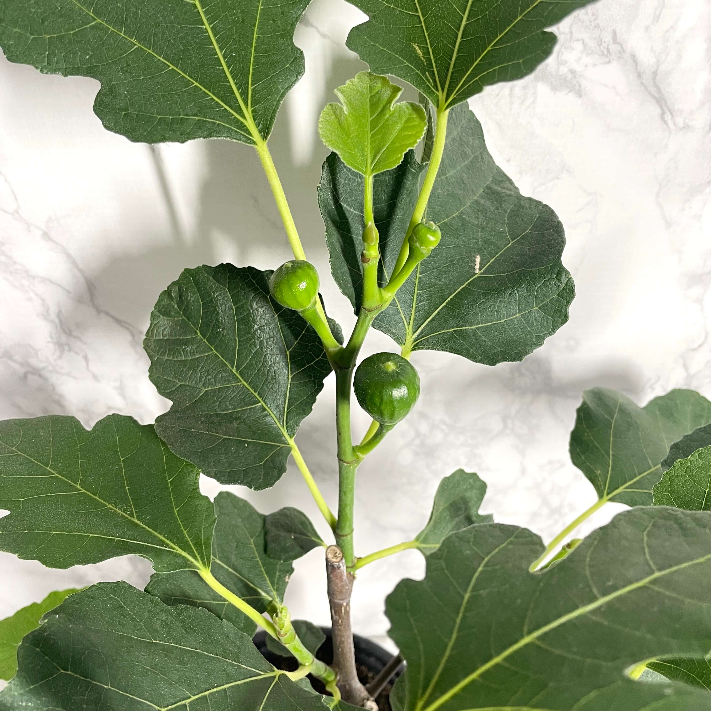 무화과열매 묘목 나무 키우는 방법