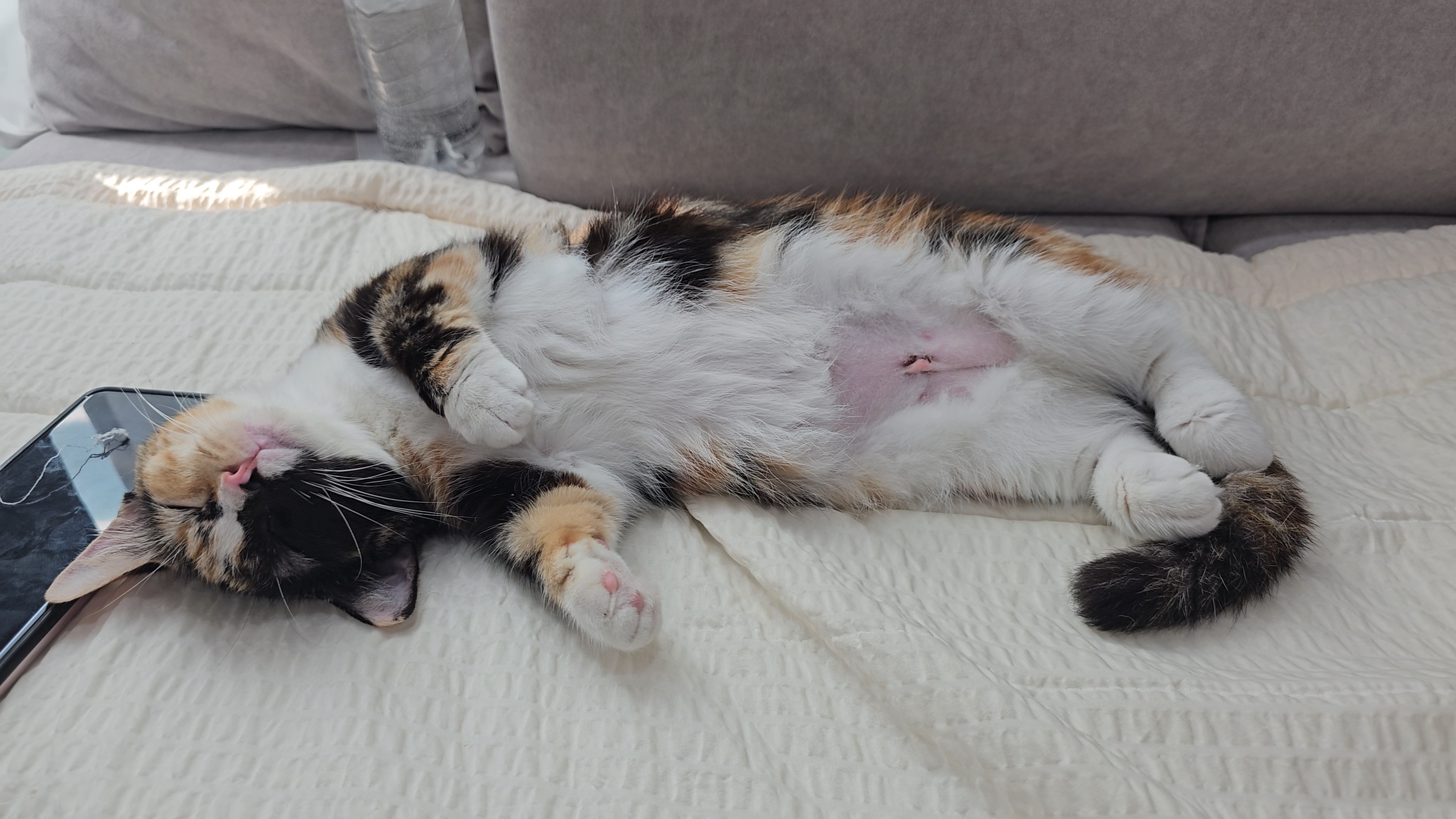 중성화수술후회복