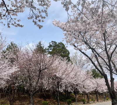 봄에 피는 벗꽃사진이다.