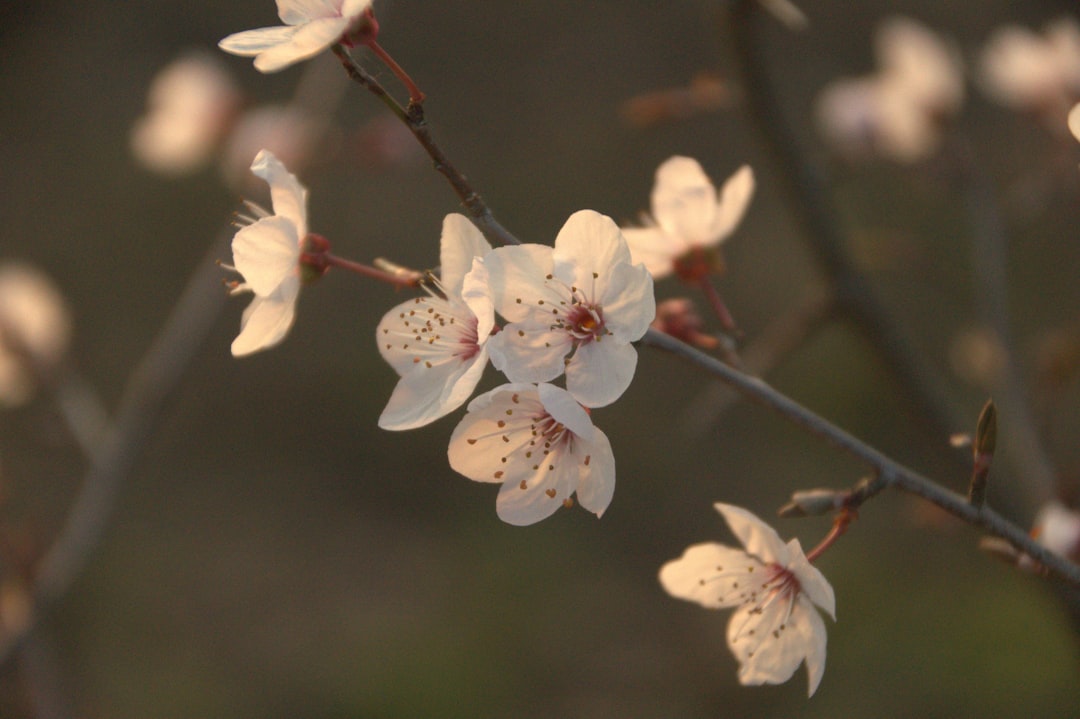 Maehwa (plum blossom)