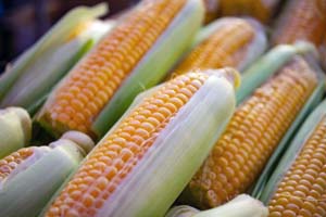 옥수수수염차의 효능 및 부작용
