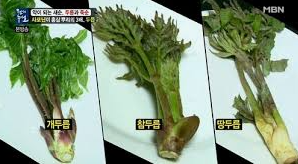 참두릅 개두릅 땅두릅