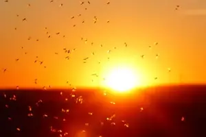 가을 모기 사진