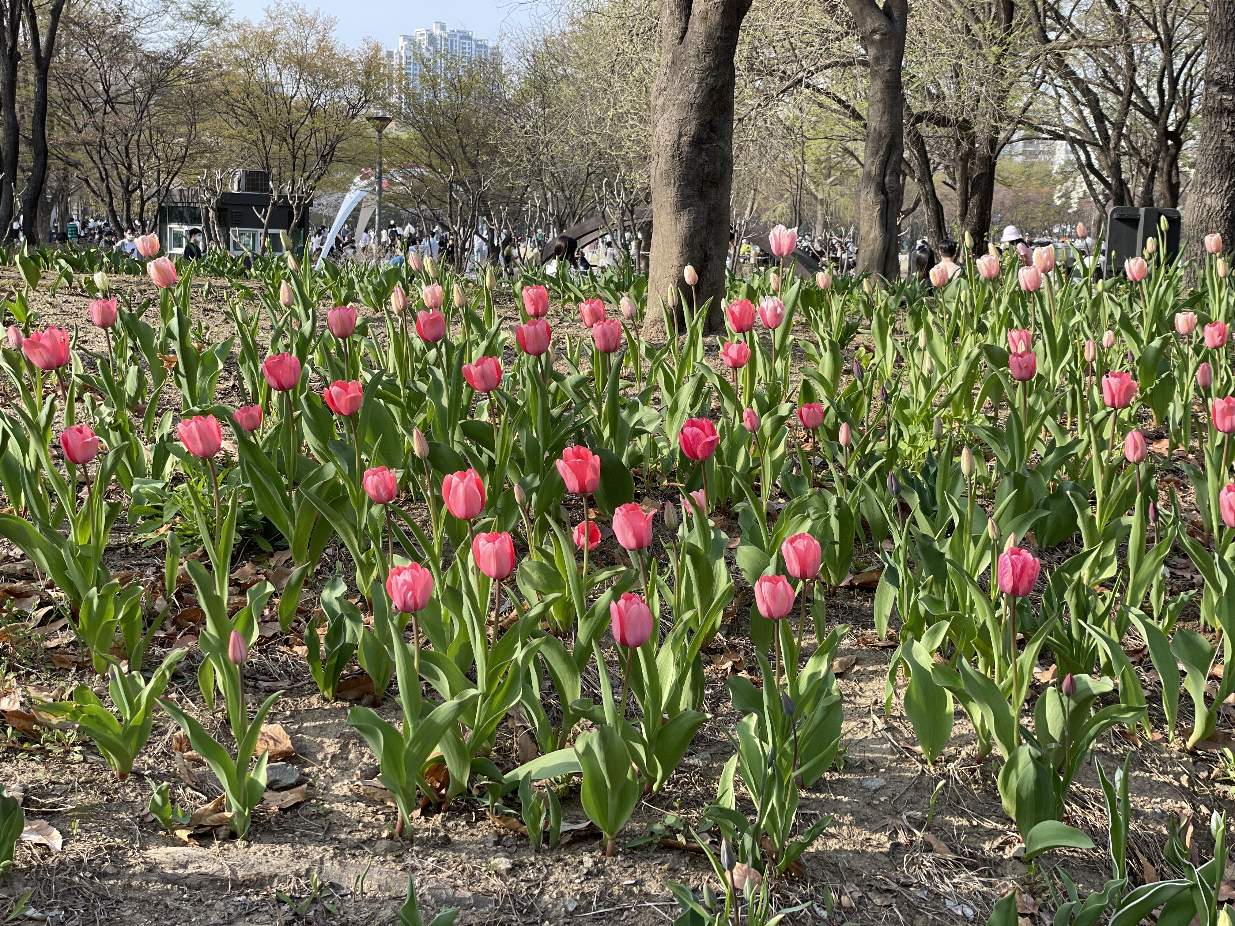 서울숲 튤립