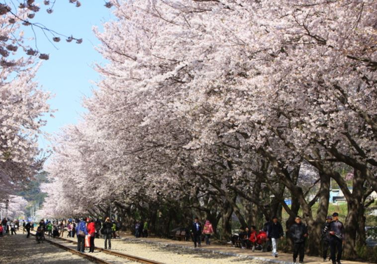 진해군항제 벚꽃축제 벚꽃명소 축제정보