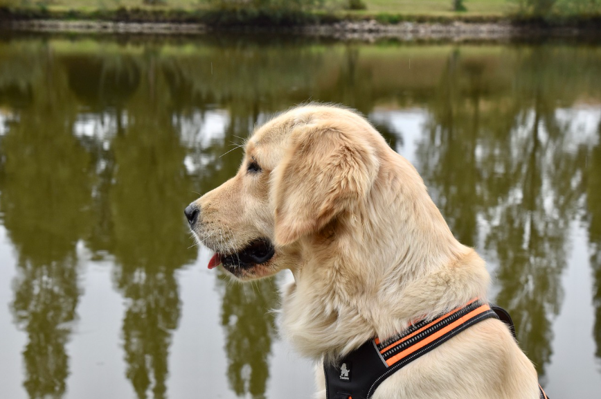소형견 vs 대형견, 건강관리 차이점과 주의사항 사진