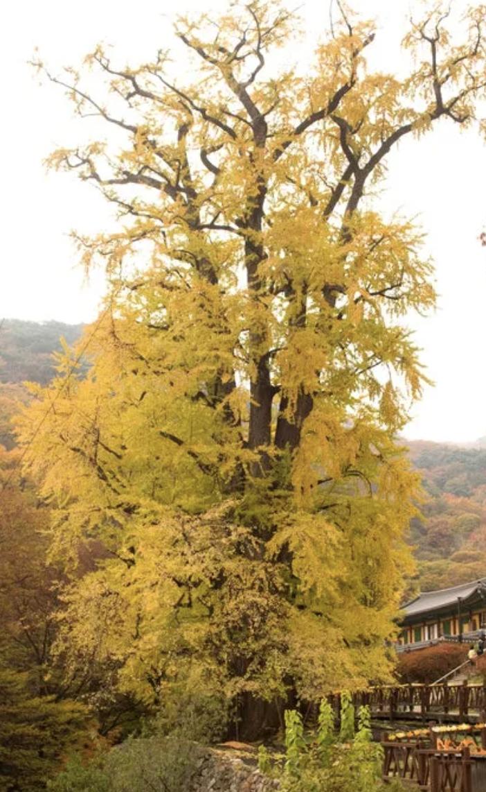 양평 용문사 은행나무(30호)