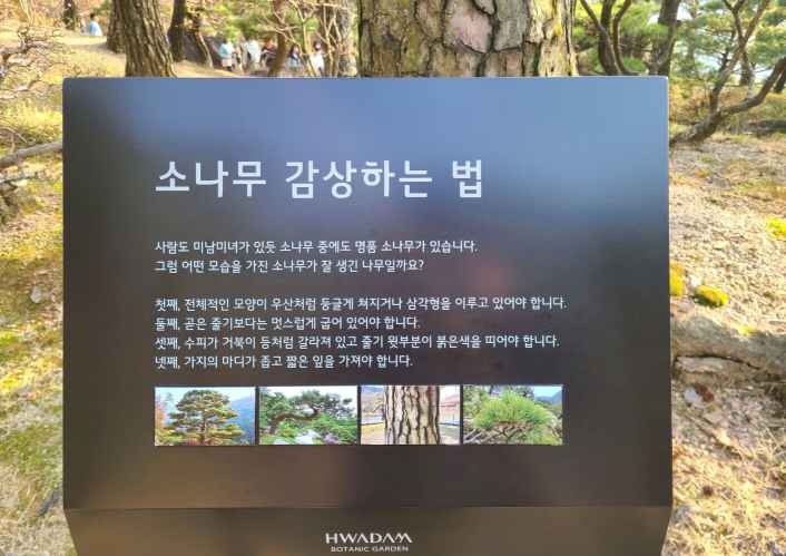 화담숲-소나무-감상법