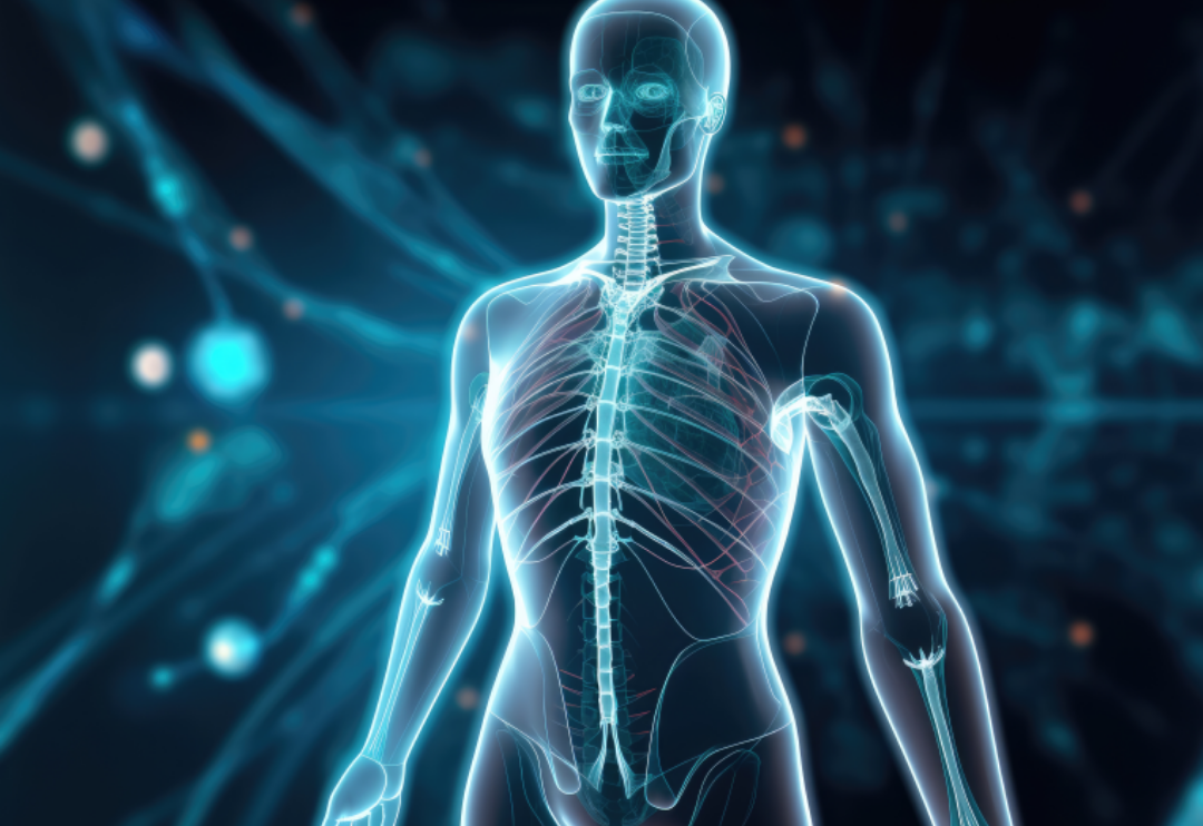 인체의 모습.