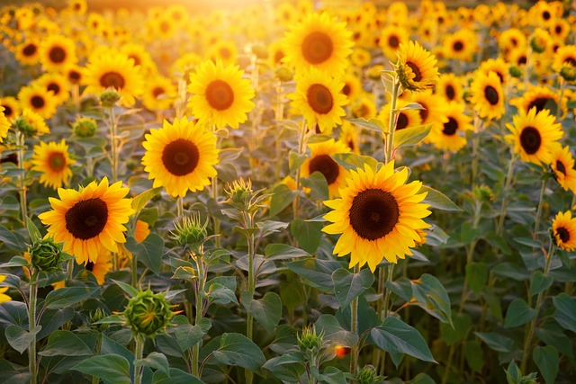 태백해바라기축제