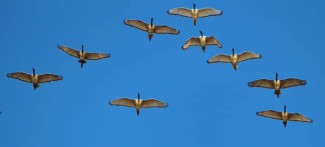 하인리히 법칙(1:29:300) 뜻과 유래, 대형 사고 전 반드시 나타나는 전조 증상의 비밀