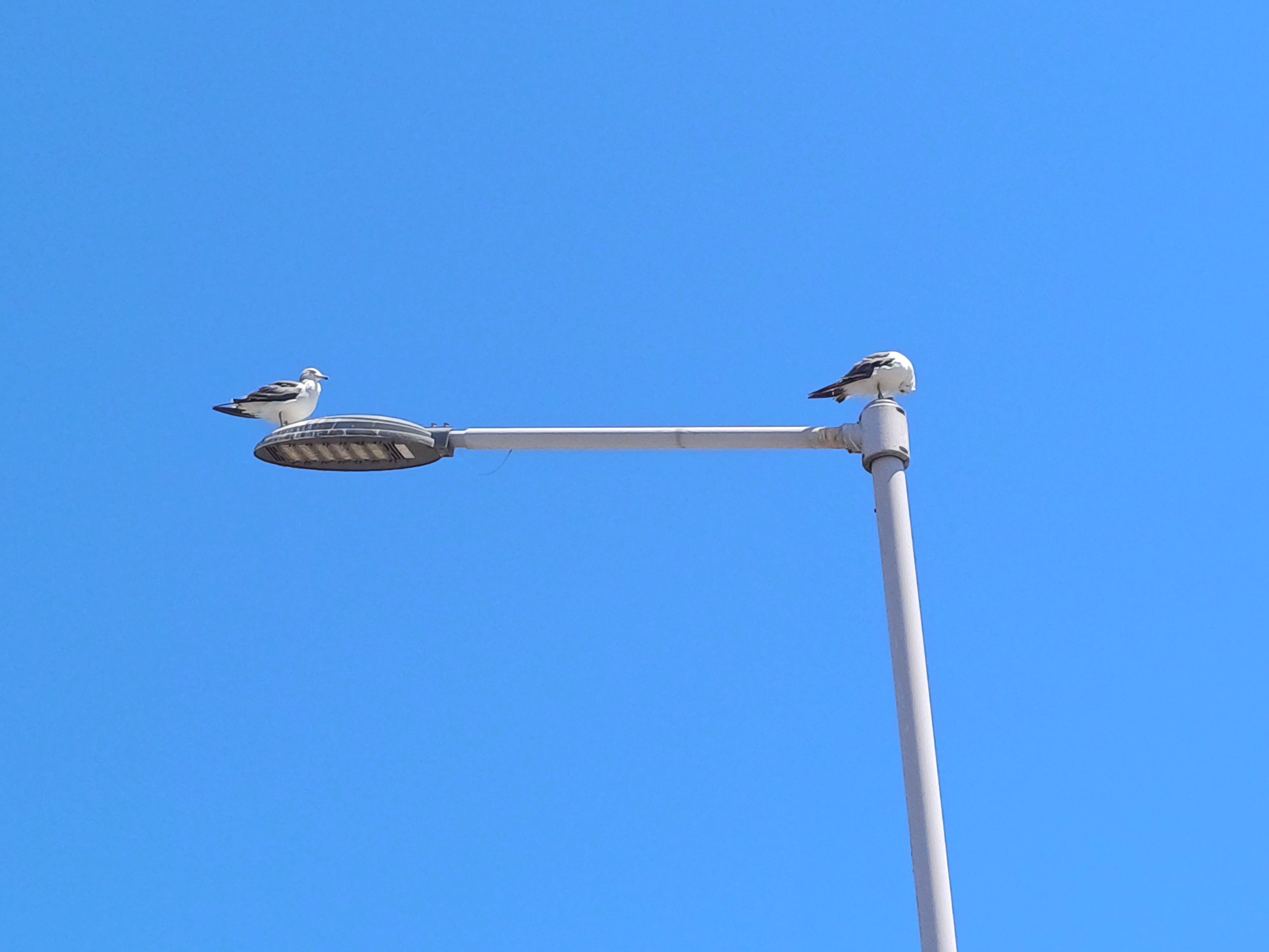 two perched on the streetlights,