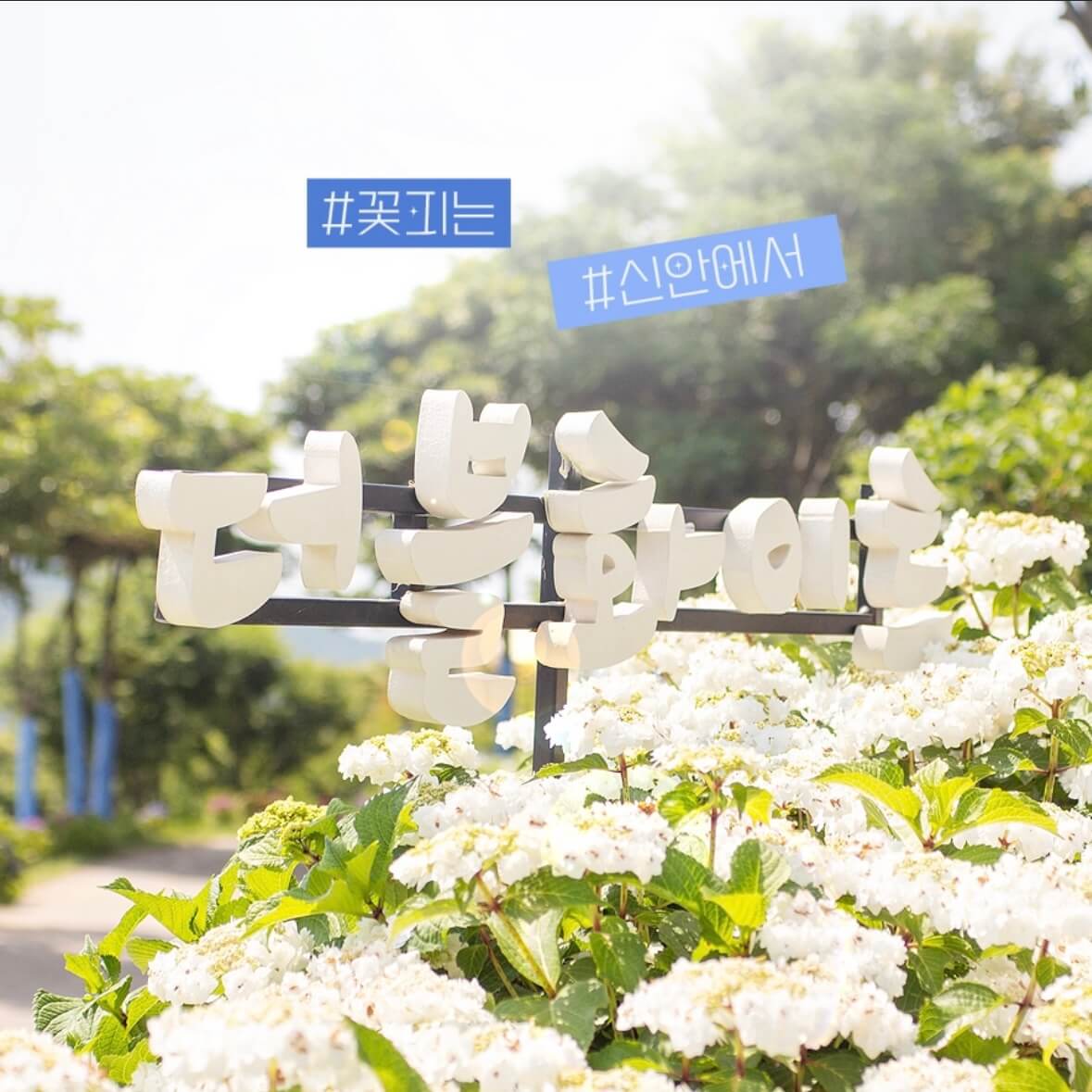 도초도 수국축제