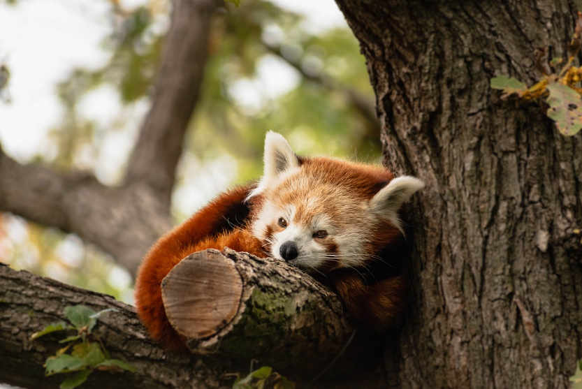 춘곤증 관련 사진