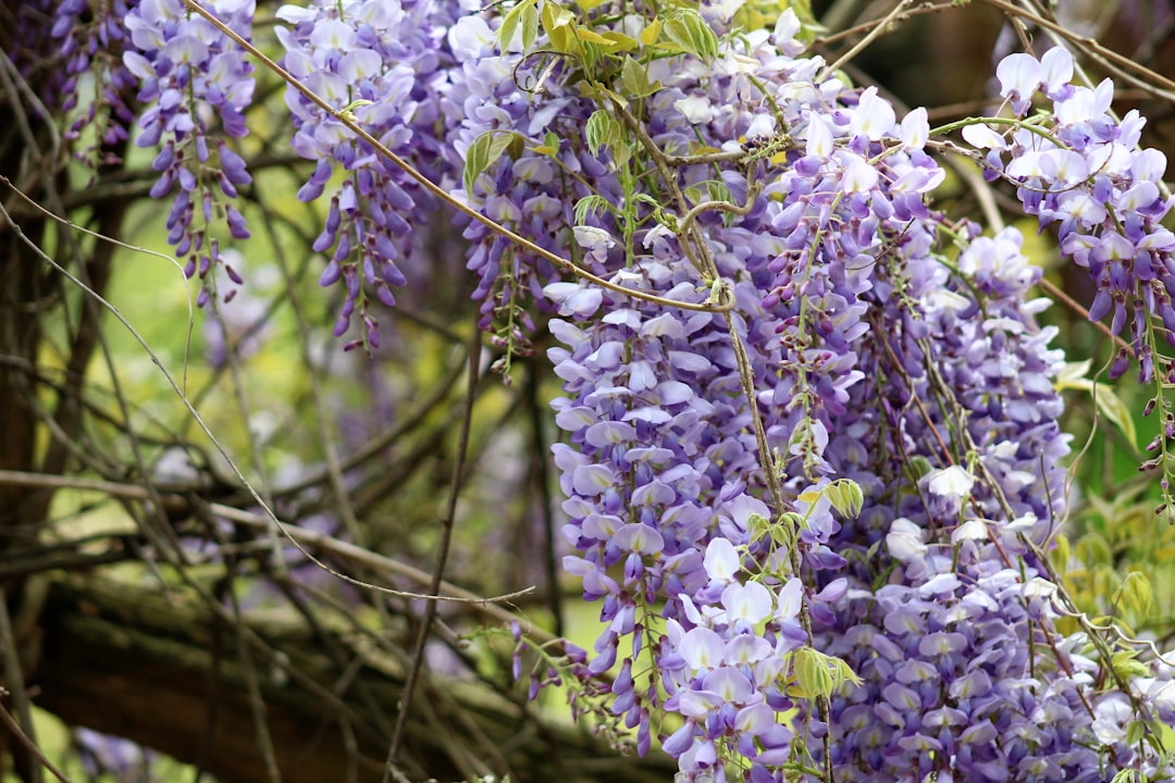 Wisteria