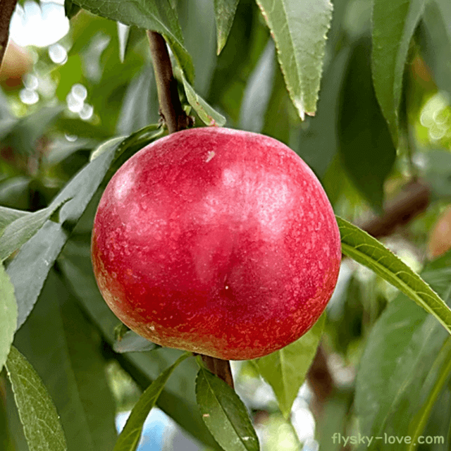 백도의 달콤함을 품은 신비복숭아(신선복숭아)