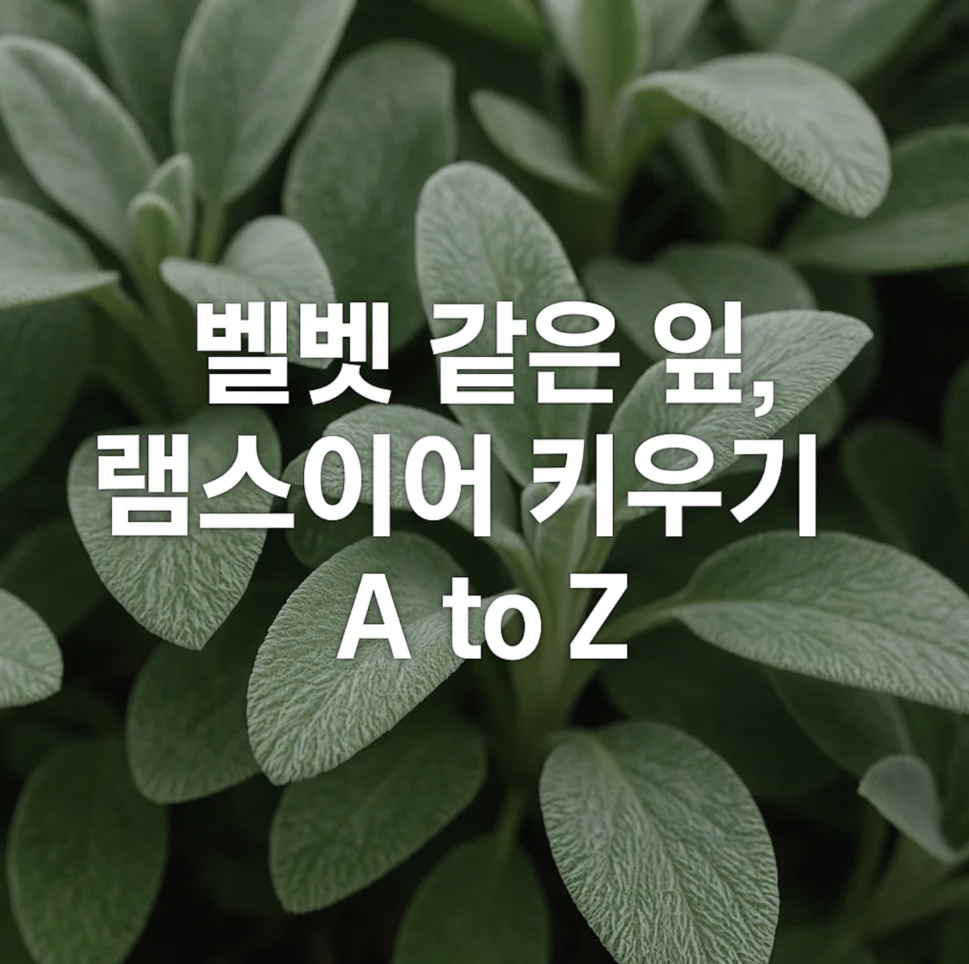 벨벳 같은 잎, 램스이어 키우기 A to Z