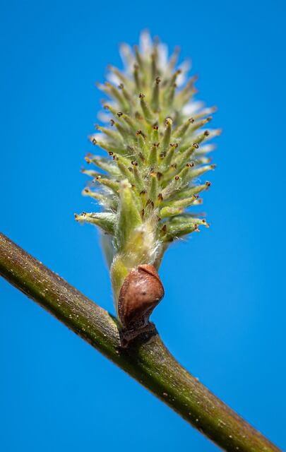 봄철 알레르기 예방 및 관리방법