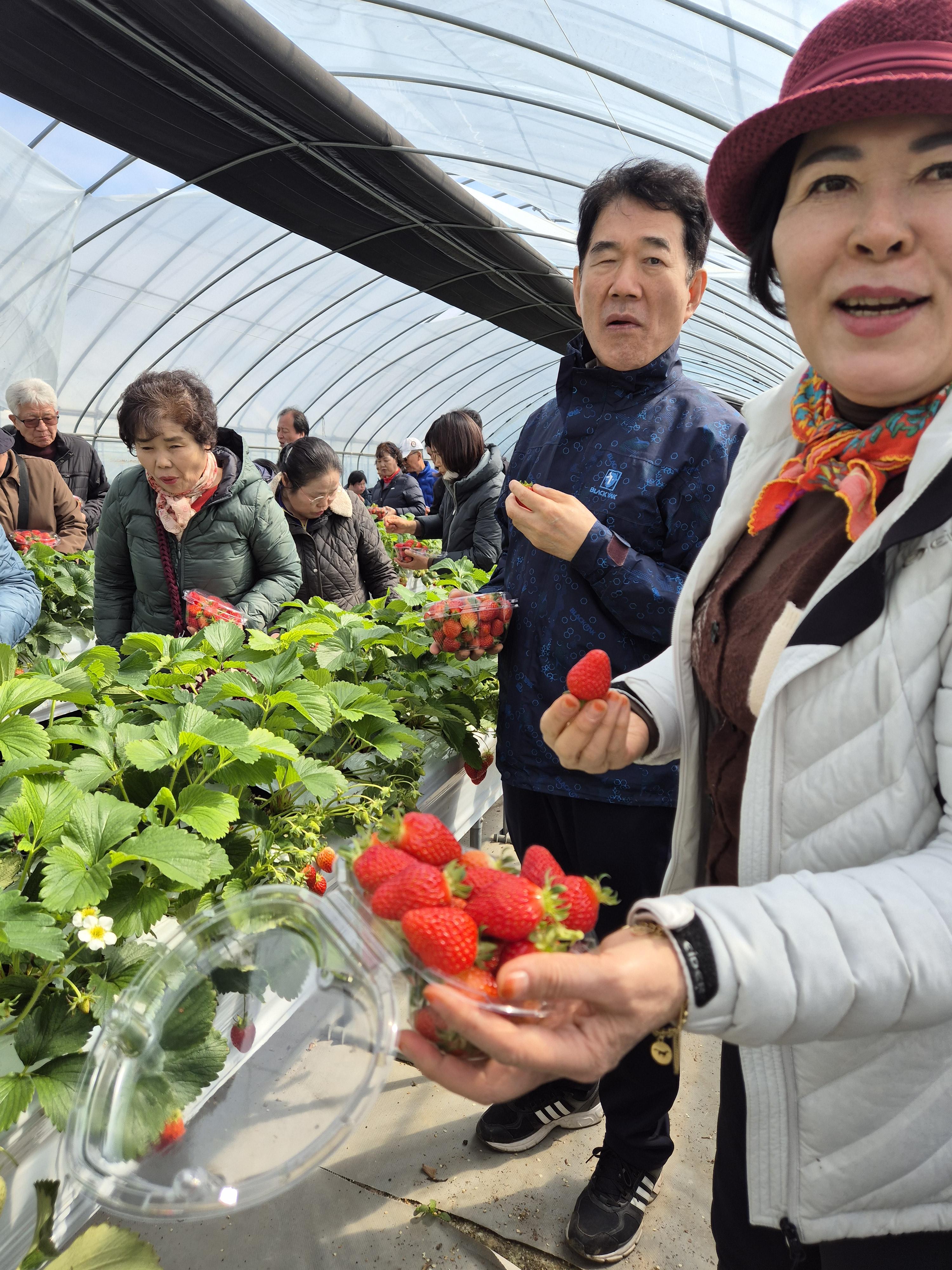 이미지설명: 수확한 딸기가 담긴 통을 보여주시는 모습