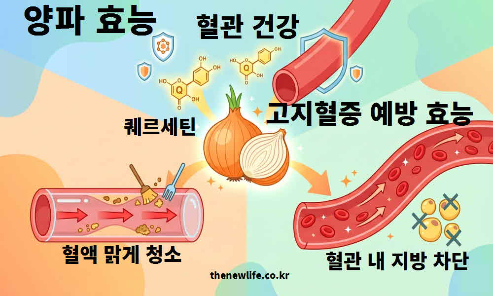 양파 효능 혈관 건강 고지혈증 예방