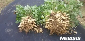 땅콩 심는 시기 수확시기 모종 파종_2