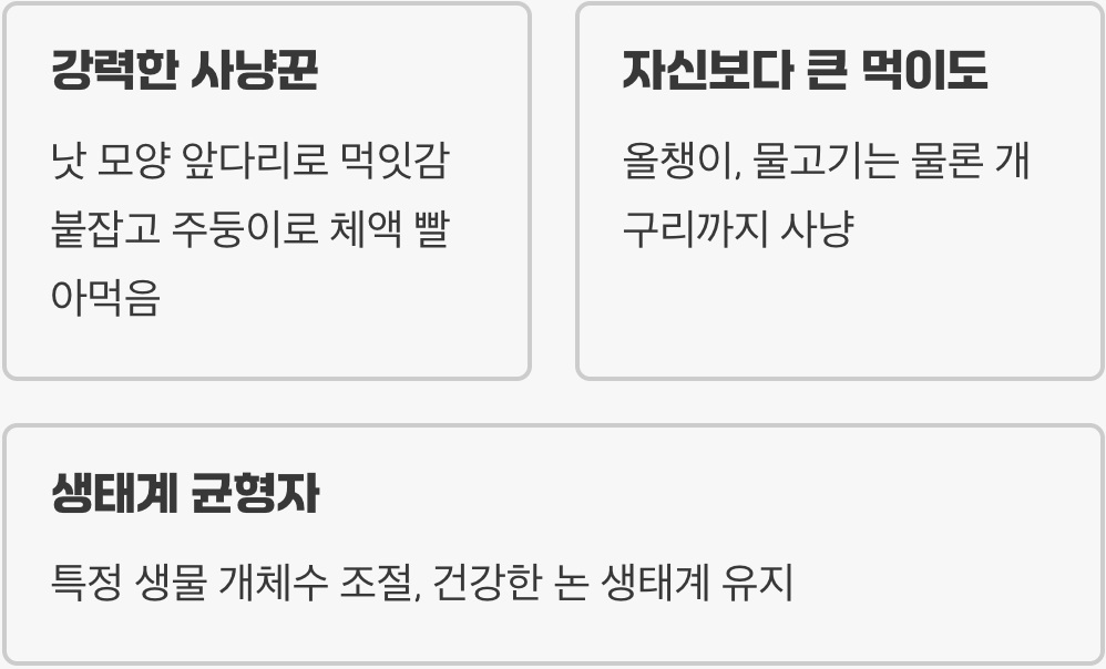 1. 작은 폭군, 논 생태계의 최상위 포식자