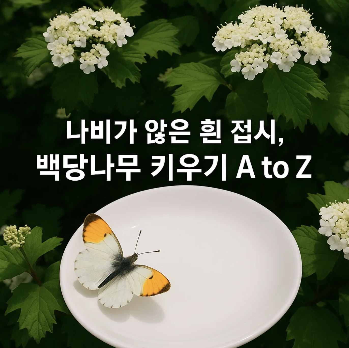 나비가 앉은 흰 접시, 백당나무 키우기 A to Z