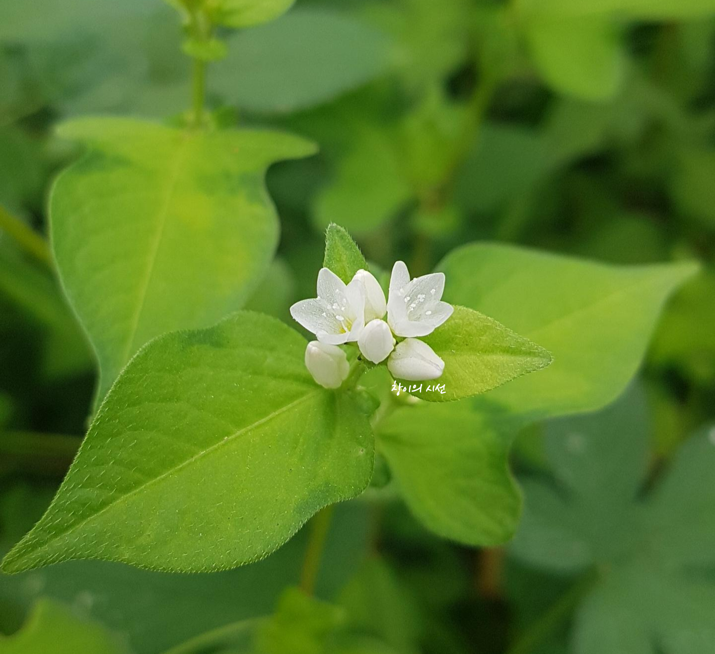 고마리 야생화 꽃말