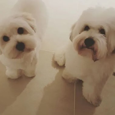단추와 꼬맹이