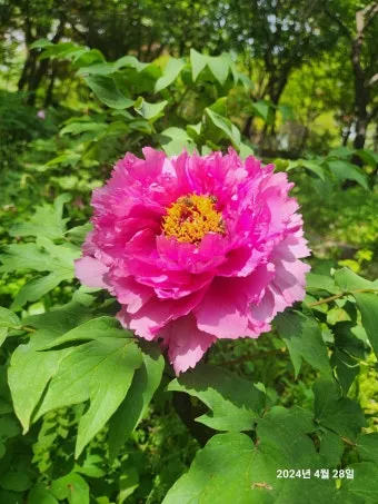 모란꽃과 작약꽃 차이점 구분 비교_3