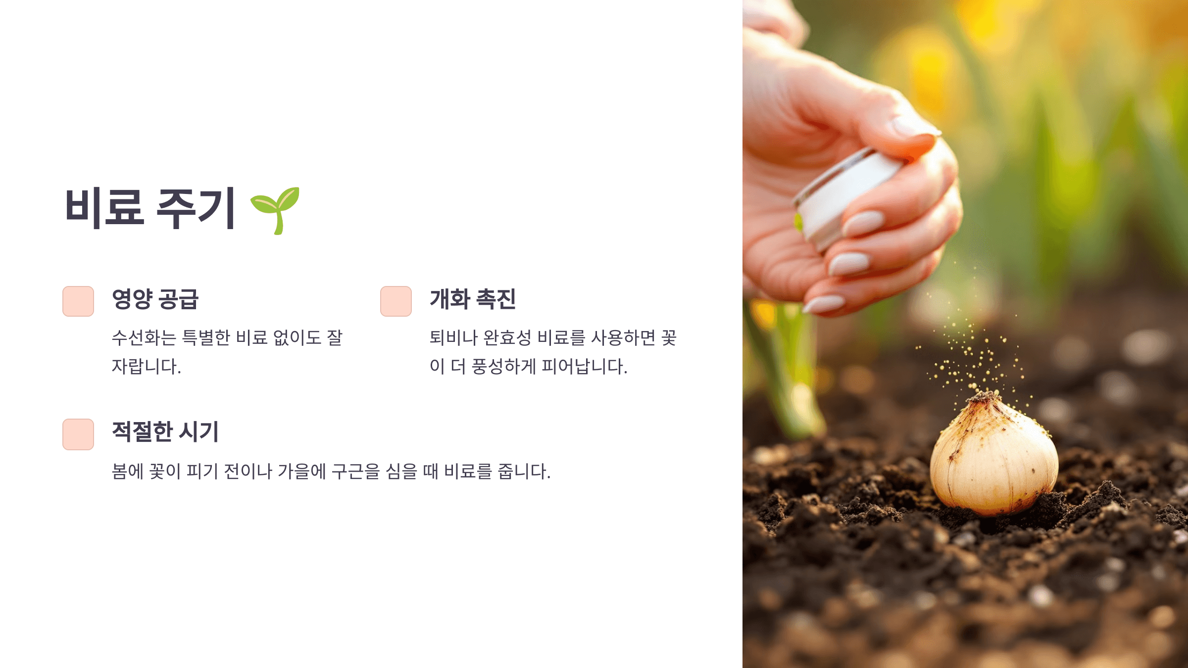 수선화 사진입니다.