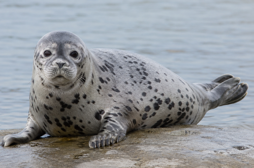 귀여움 뒤에 숨겨진 '점박이물범' 생존 이야기