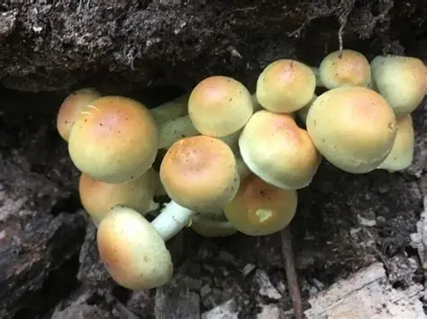 독버섯 노란개암버섯